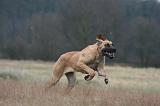 DOGUE ALLEMAND 680